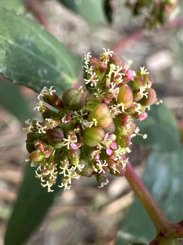 Graceful Spurge (Euphorbia hypericifolia)