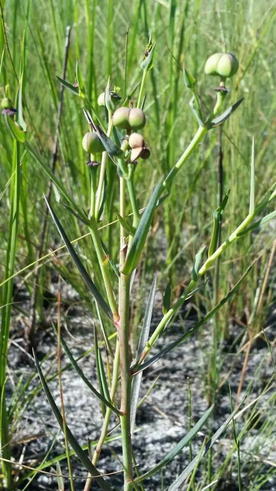 Florida Pineland Spurge (Euphorbia inundata)