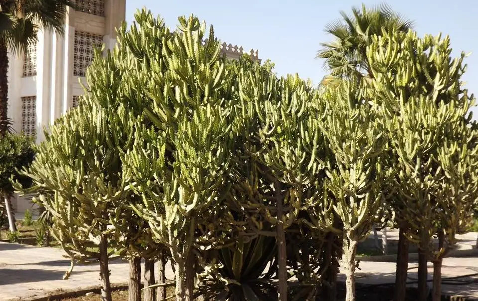 Mottled Spurge (Euphorbia lactea)