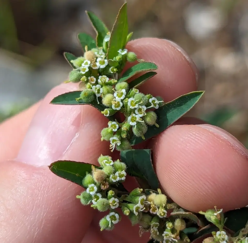 Roadside Sandmat (Euphorbia lasiocarpa)