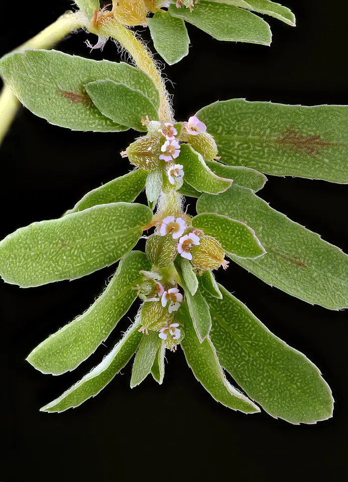 Spotted Spurge (Euphorbia maculata)