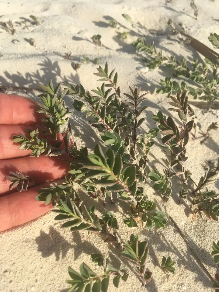 Coastal Beach Sandmat (Euphorbia mesembryanthemifolia)