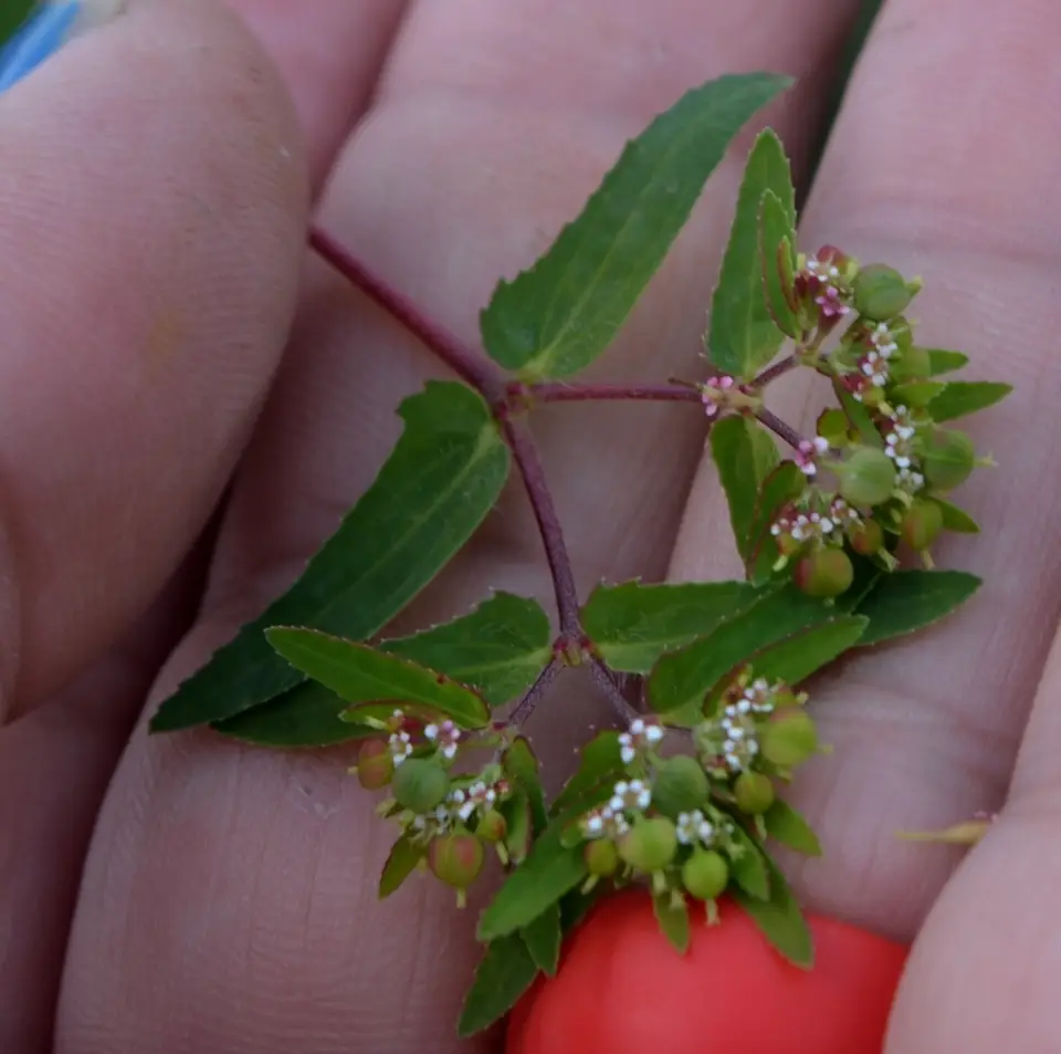 Nodding Spurge (Euphorbia nutans)