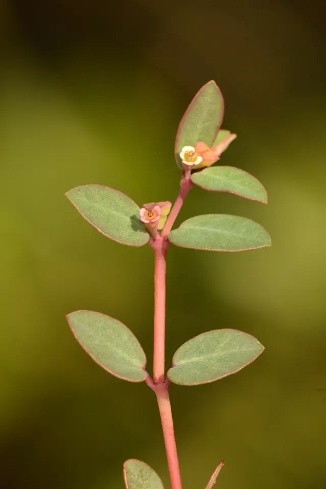 Ogden's Sandmat (Euphorbia ogdenii)