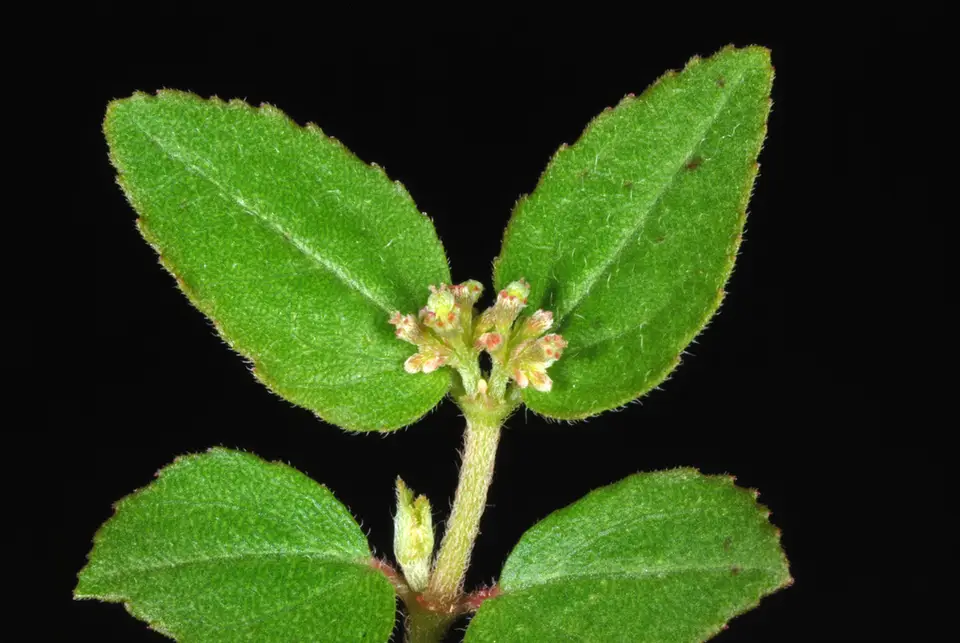 Florida Hammock Sandmat (Euphorbia ophthalmica)