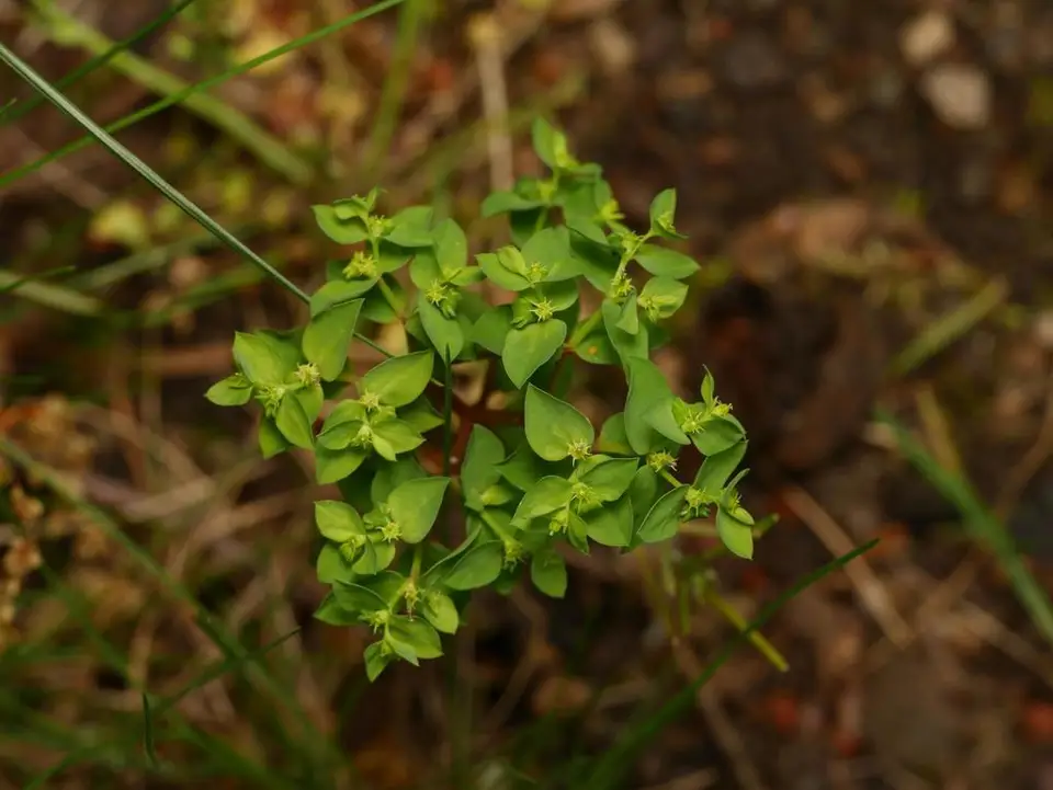 Petty Spurge (Euphorbia peplus)