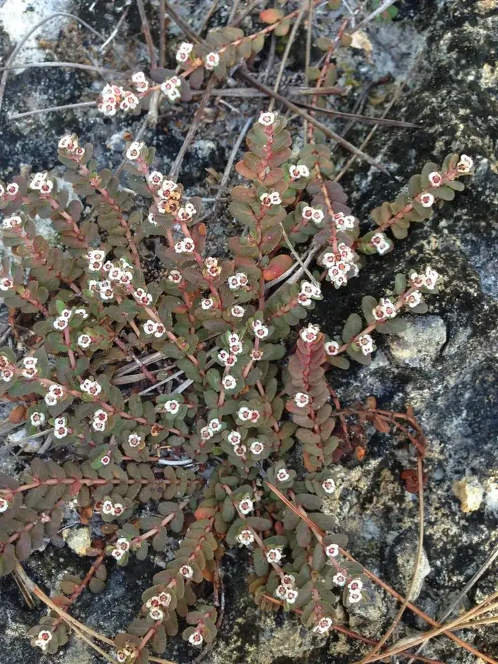 Rocklands Spurge (Euphorbia pergamena)
