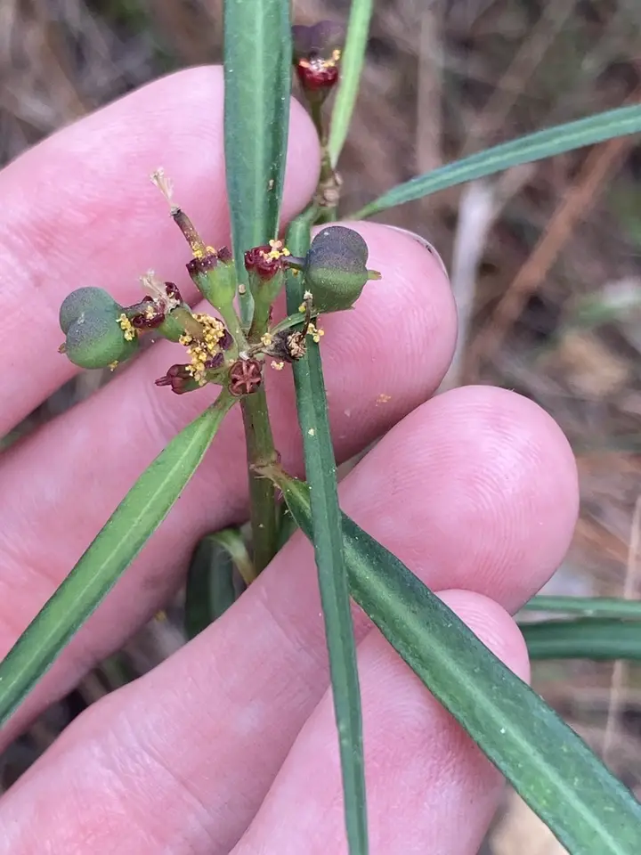 Pineland Spurge (Euphorbia pinetorum)
