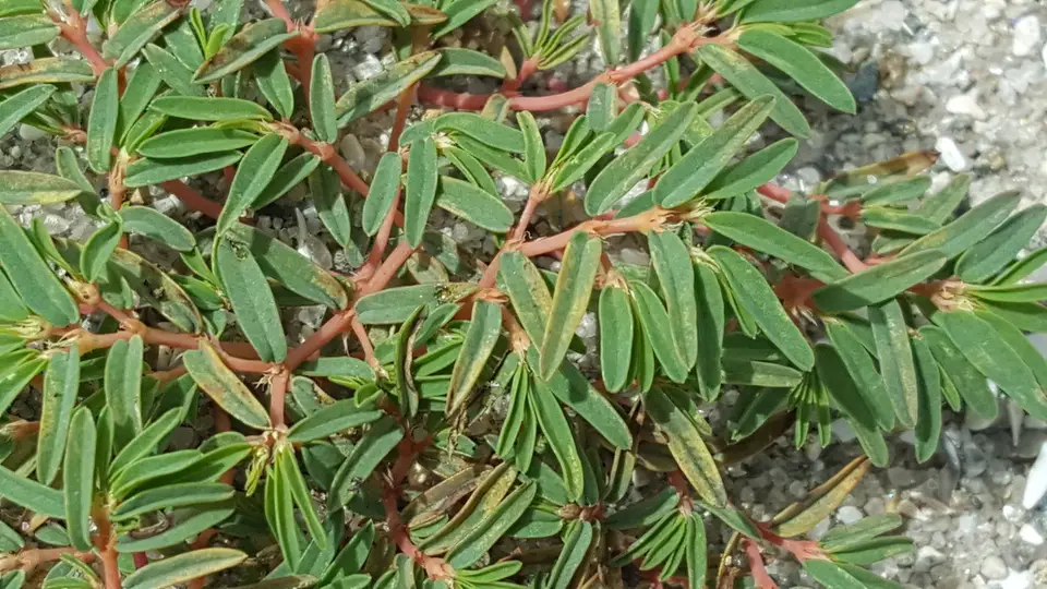 Seaside Sandmat (Euphorbia polygonifolia)