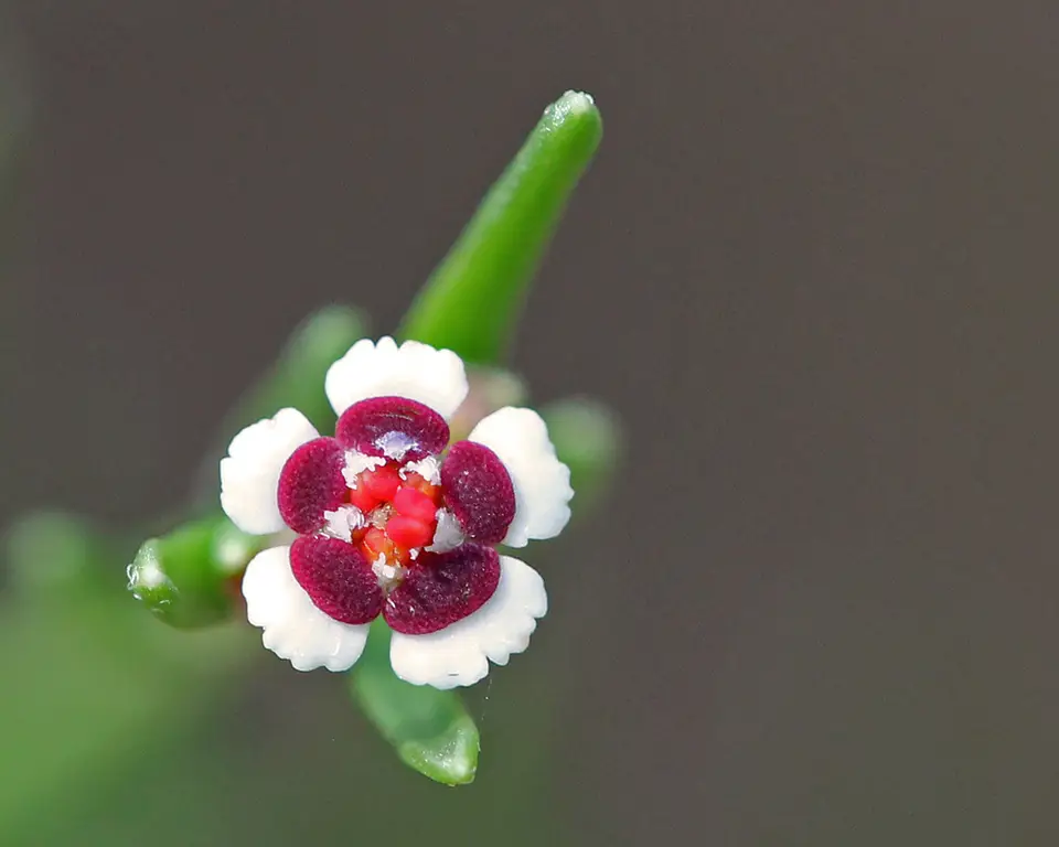 Lesser Florida Spurge (Euphorbia polyphylla)