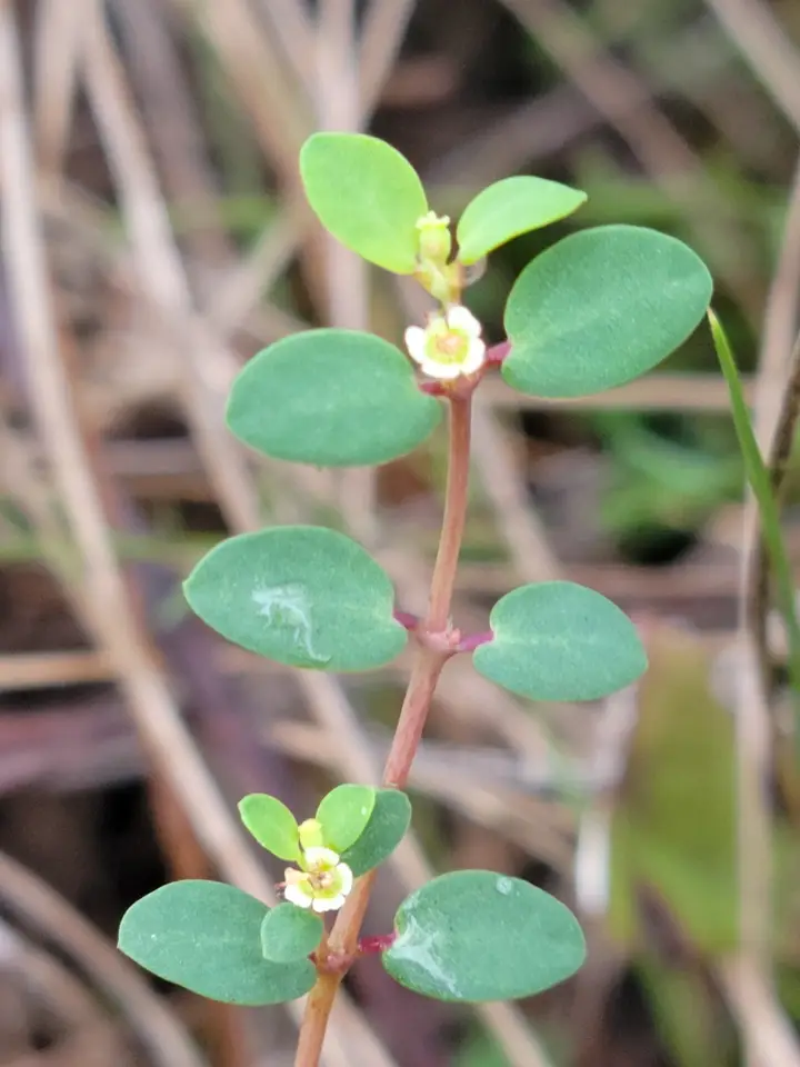 Porter's Spurge (Euphorbia porteriana)