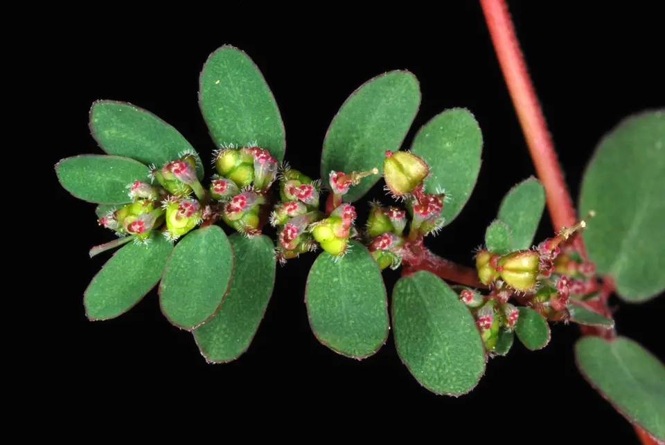 Prostrate Sandmat (Euphorbia prostrata)