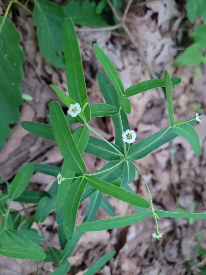 False Flowering Spurge (Euphorbia pubentissima)