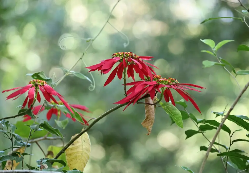 Poinsettia (Euphorbia pulcherrima)