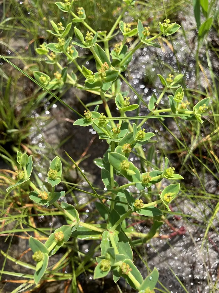 Scrub Spurge (Euphorbia rosescens)
