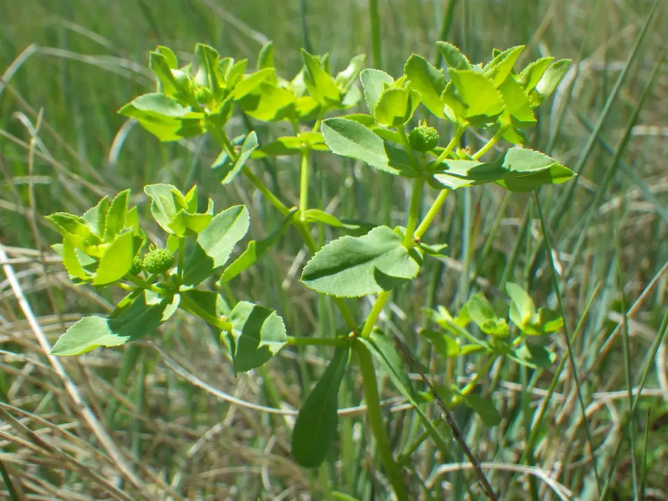 Reticulate-Seeded Spurge (Euphorbia spathulata)