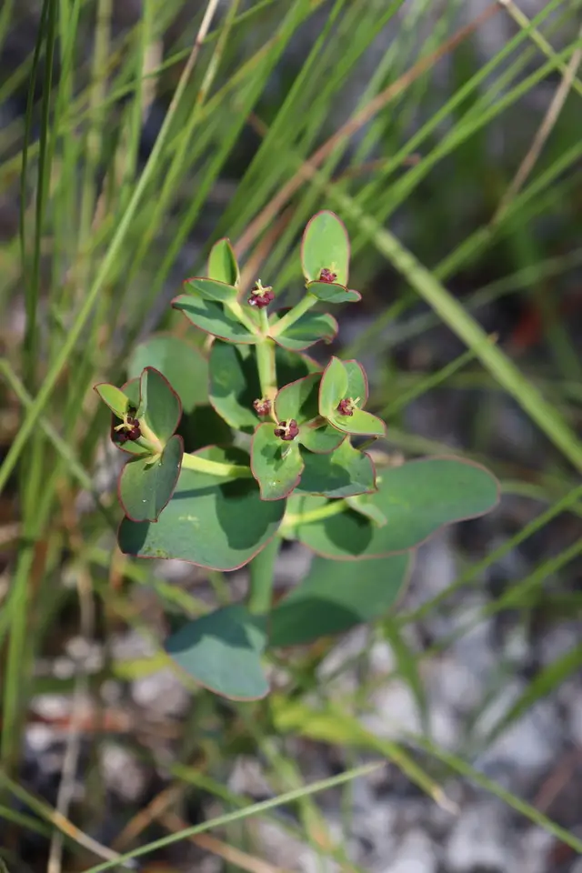 Telephus Spurge (Euphorbia telephioides)
