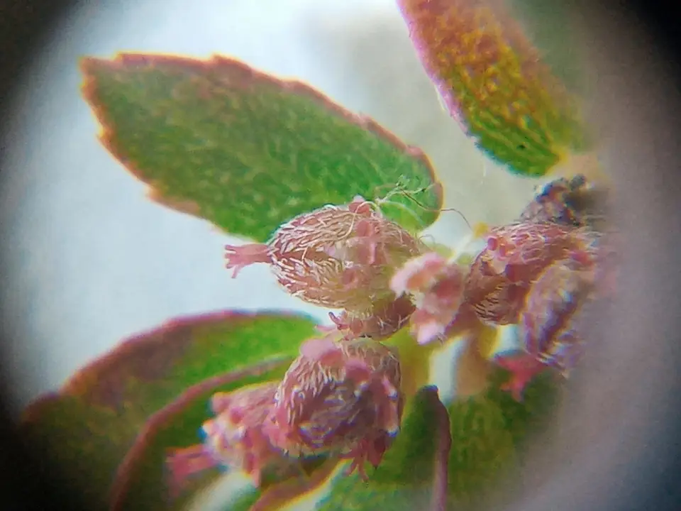 Red Caustic-Creeper (Euphorbia thymifolia)