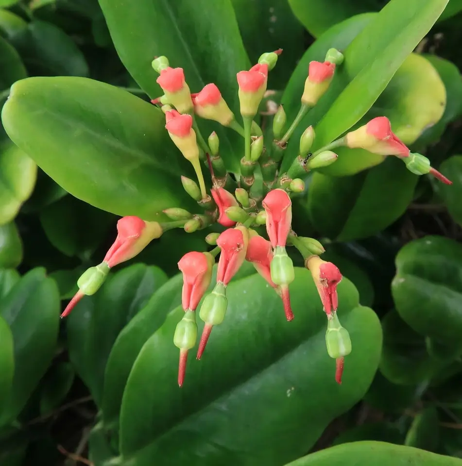 Devil's Backbone (Euphorbia tithymaloides)