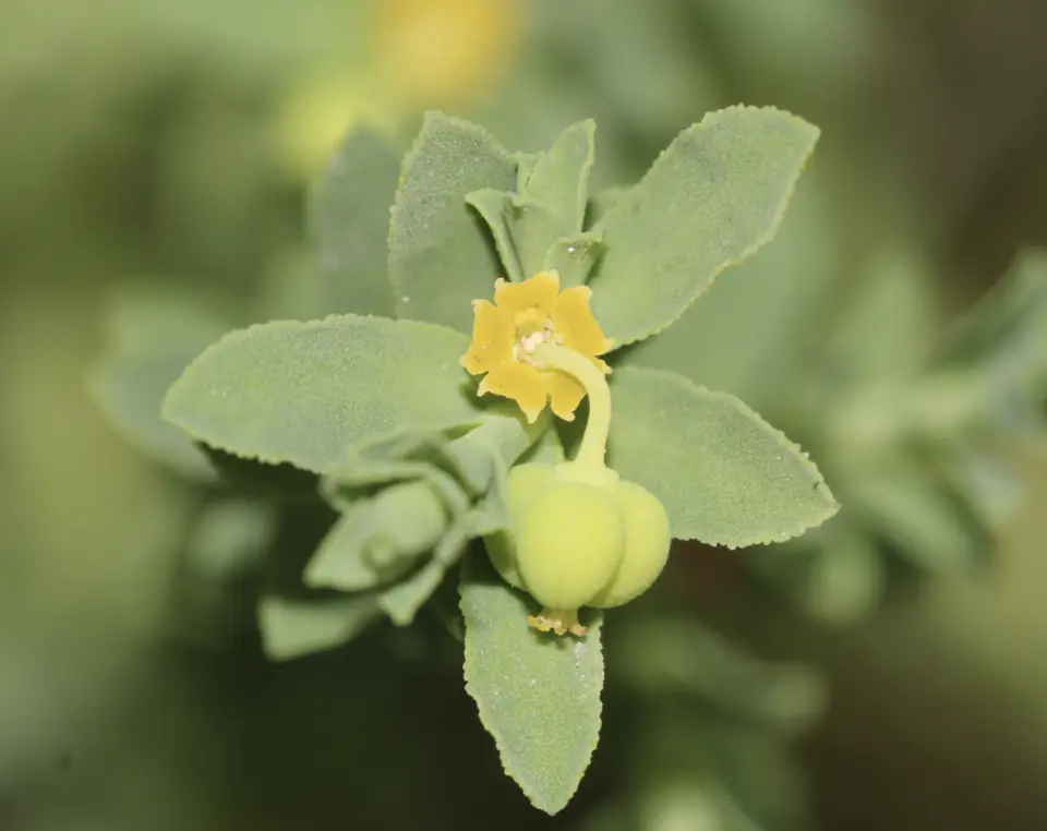 Euphorbia trichotoma (Euphorbia trichotoma)