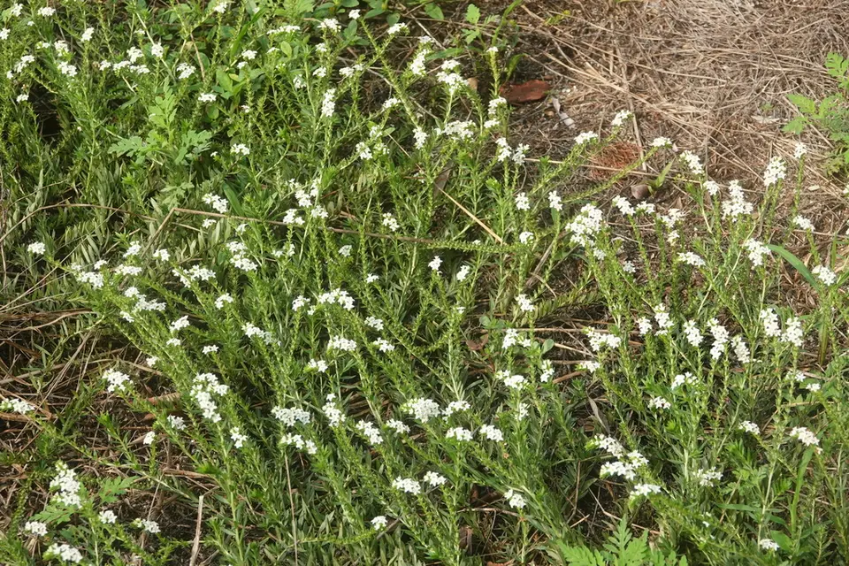 Pineland Heliotrope (Euploca polyphylla)