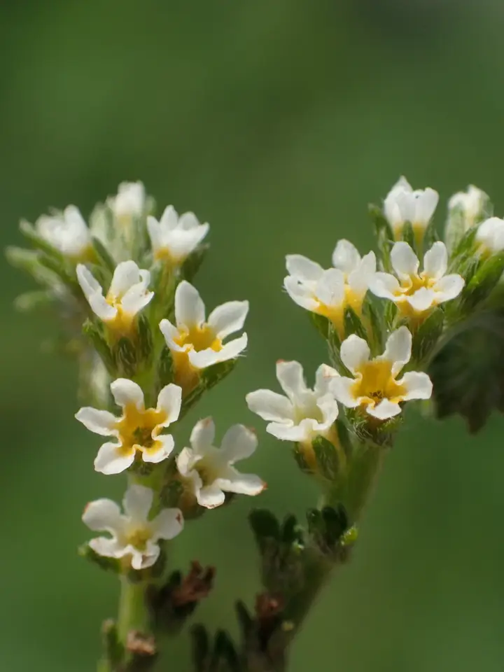 Fourspike Heliotrope (Euploca procumbens)