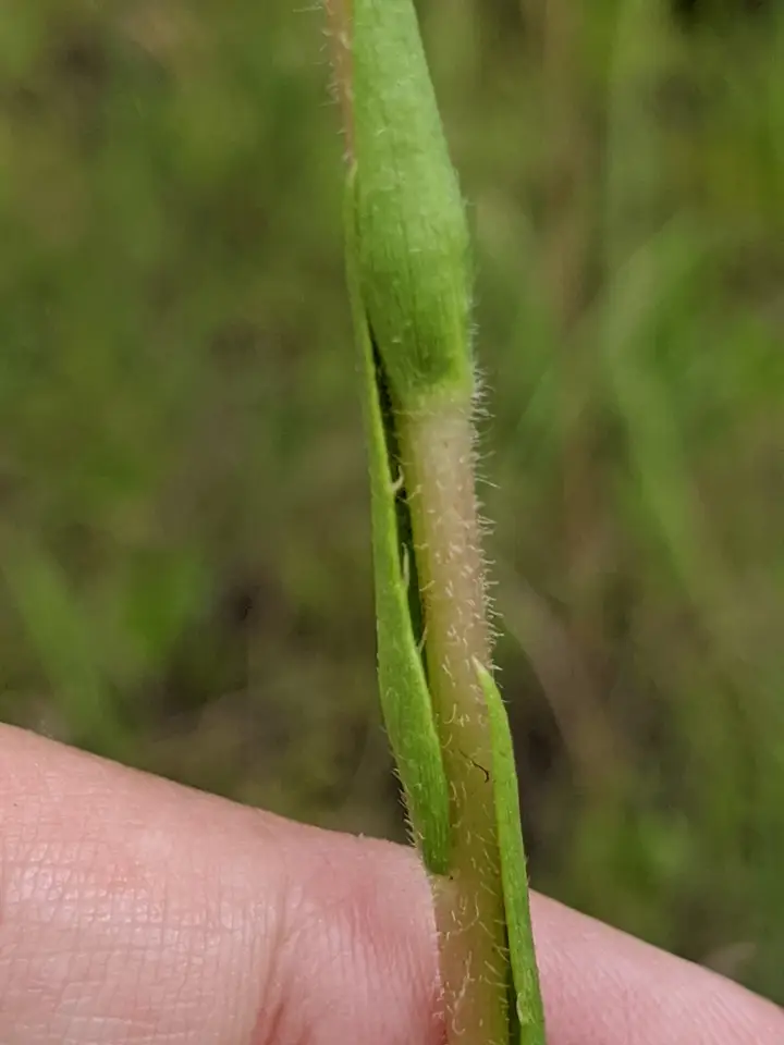 Thistleleaf Aster (Eurybia eryngiifolia)