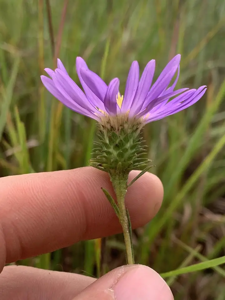 Grass-Leaved Prairie Aster (Eurybia hemispherica)