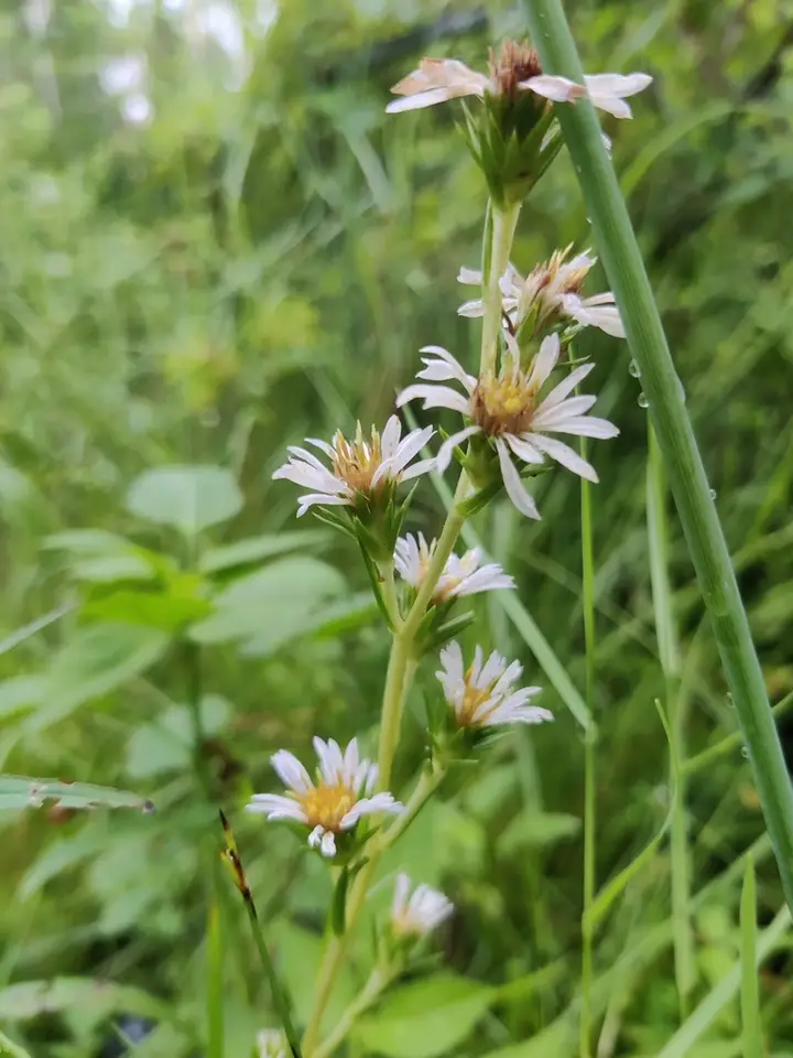 Apalachicola Aster (Eurybia spinulosa)
