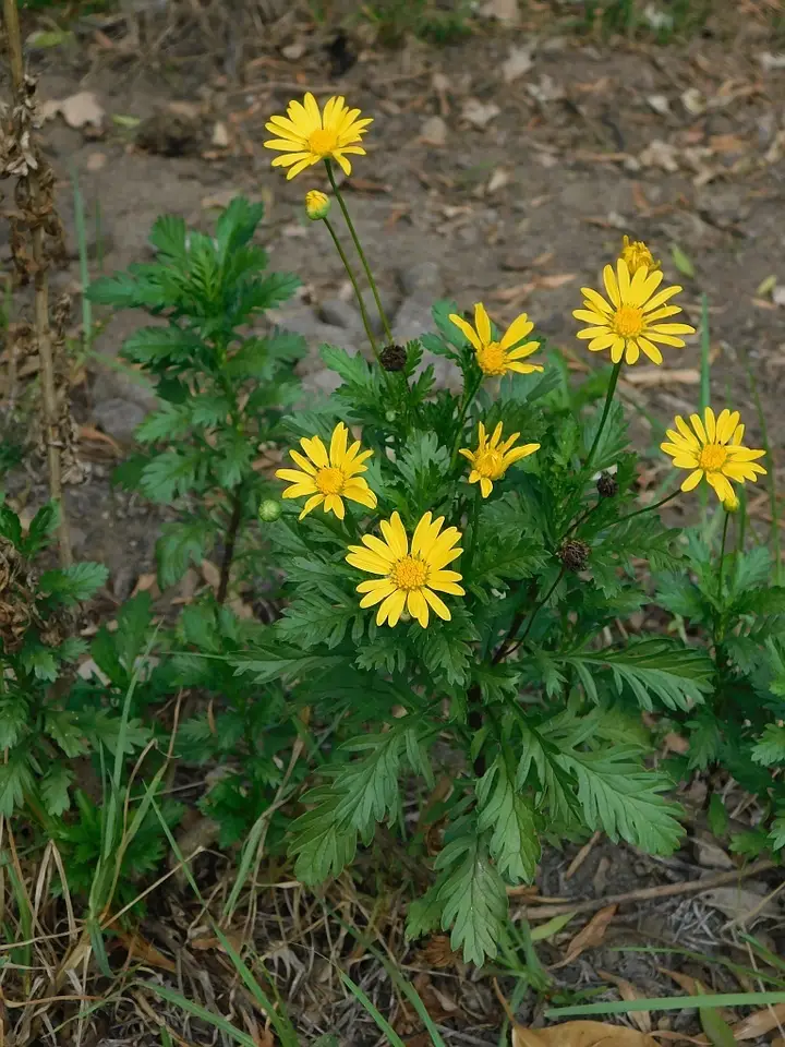Paris Daisy (Euryops chrysanthemoides)
