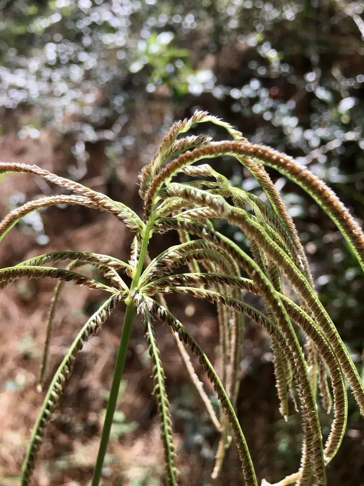 Eustachys distichophylla (Eustachys distichophylla)