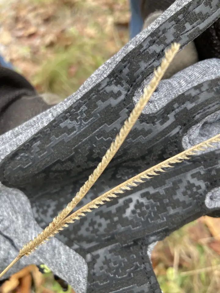 Eustachys floridana (Eustachys floridana)