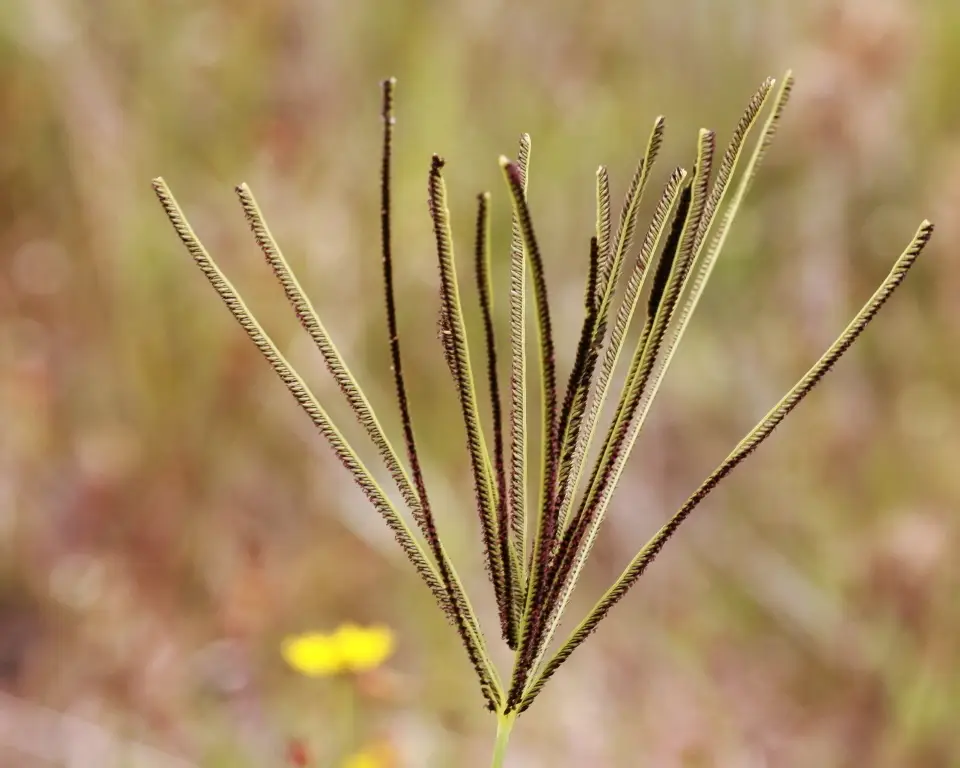 Saltmarsh Finger Grass (Eustachys glauca)