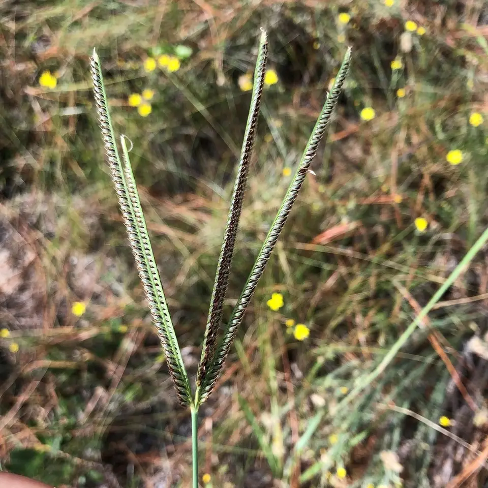 Fourspike Fingergrass (Eustachys neglecta)