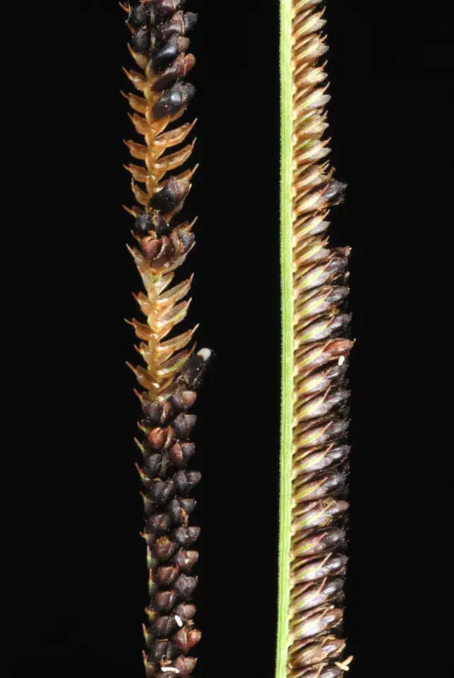 Pinewoods Fingergrass (Eustachys petraea)