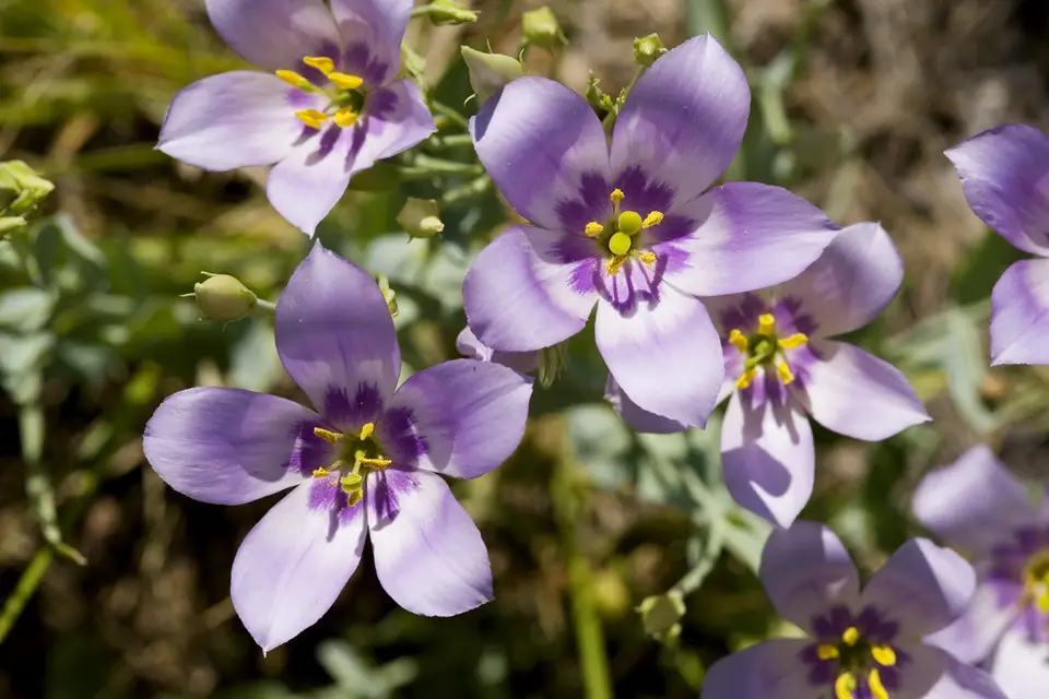 Catchfly Prairie Gentian (Eustoma exaltatum)