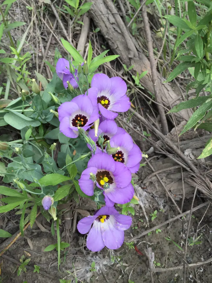 Showy Prairie Gentian (Eustoma russellianum)