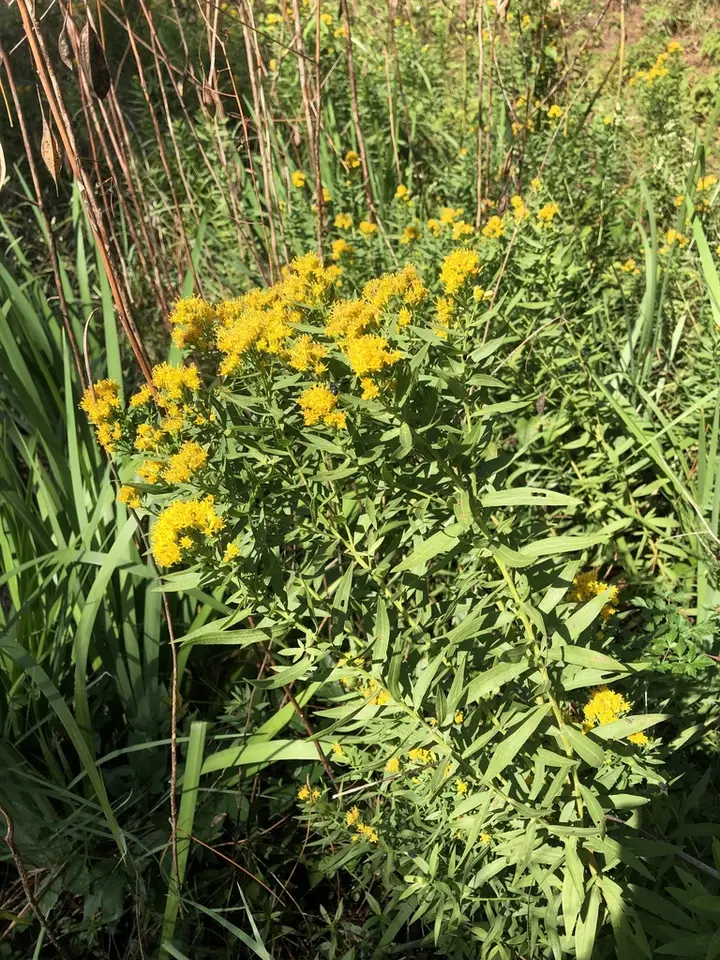Rough Goldentop (Euthamia scabra)