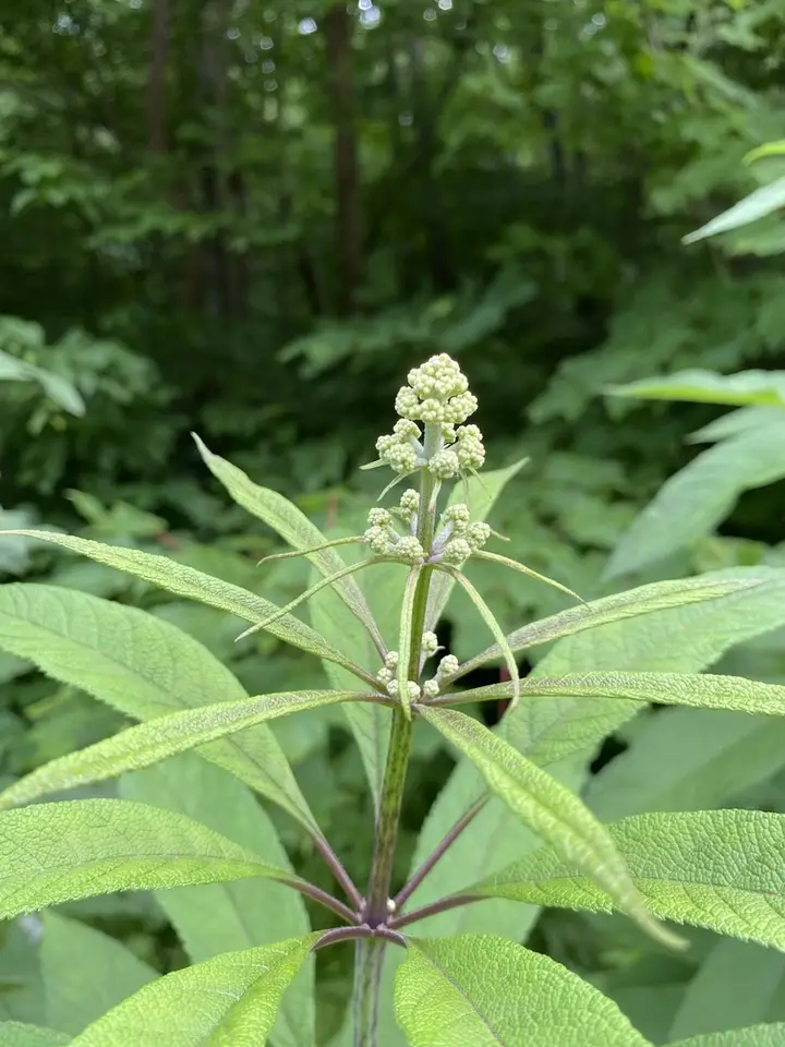 Hollow Joe-Pye Weed (Eutrochium fistulosum)