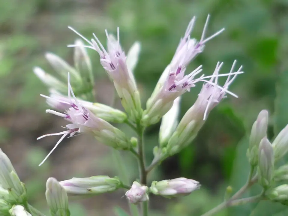 Sweet Joe-Pye-Weed (Eutrochium purpureum)