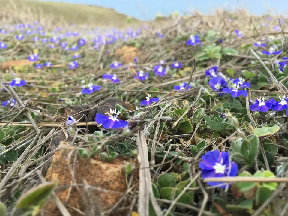 Tropical Speedwell (Evolvulus alsinoides)