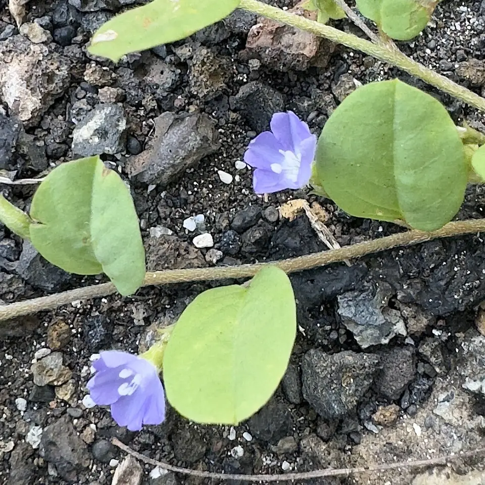 Bindweed Dwarf Morning-Glory (Evolvulus convolvuloides)