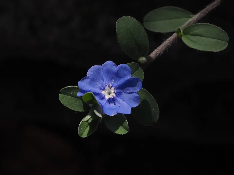 Blue Daze (Evolvulus glomeratus)