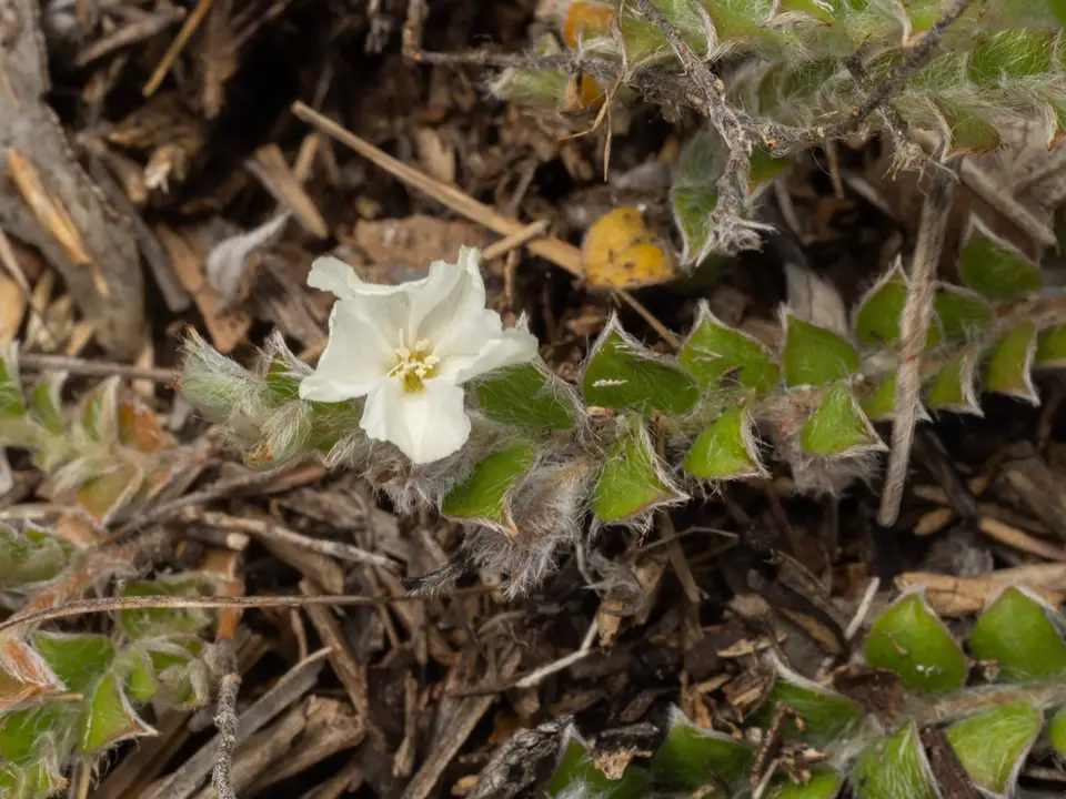 Grisebach's Dwarf Morning-Glory (Evolvulus grisebachii)