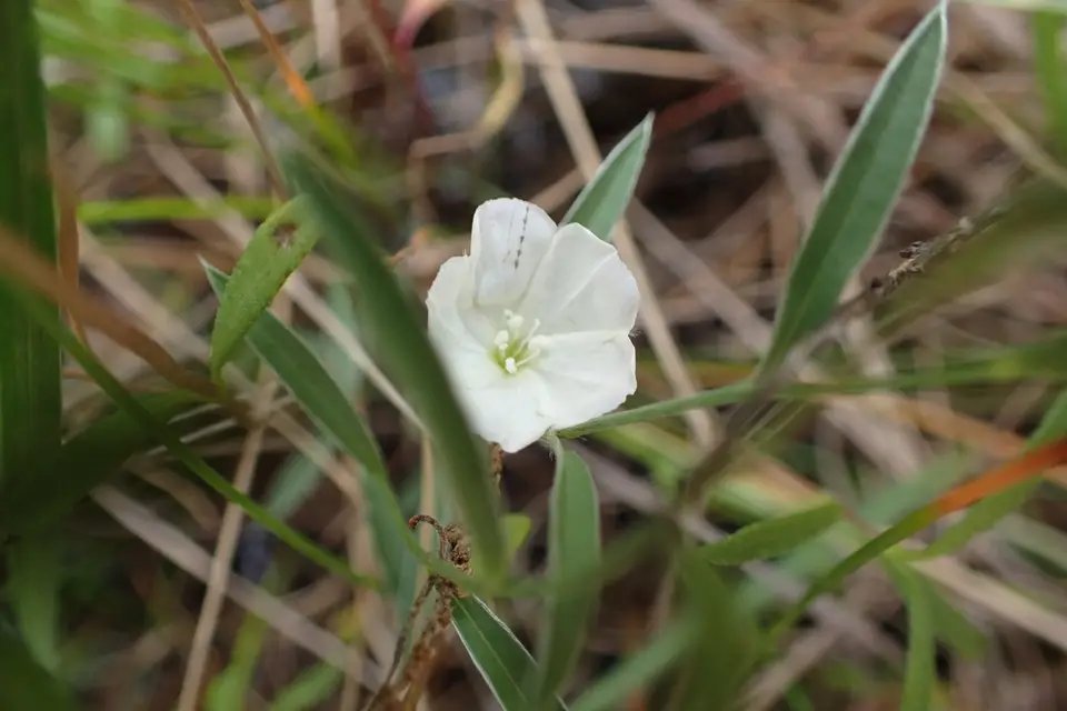 Silky Evolvulus (Evolvulus sericeus)