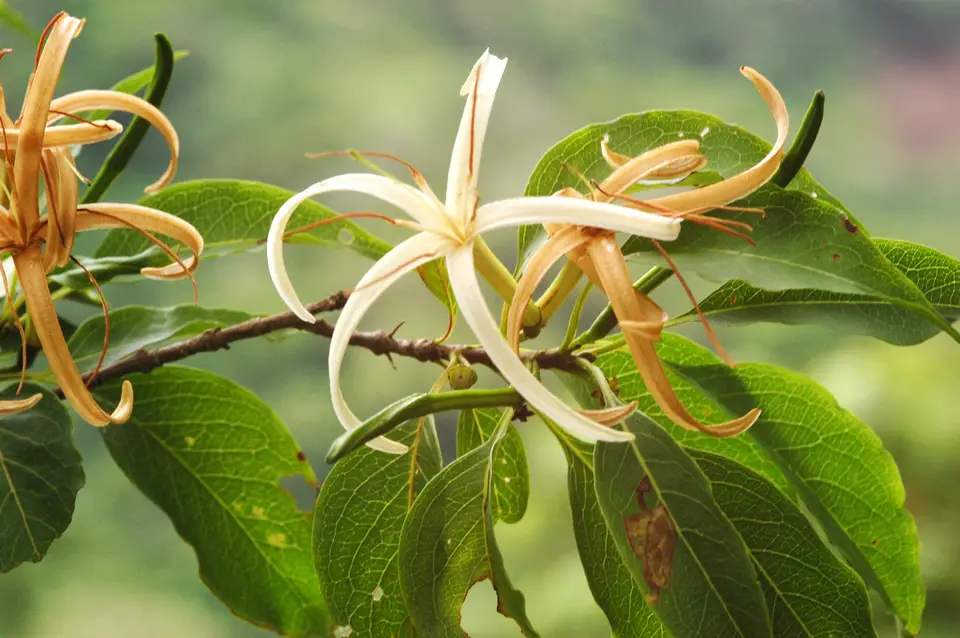 Caribbean Princewood (Exostema caribaeum)
