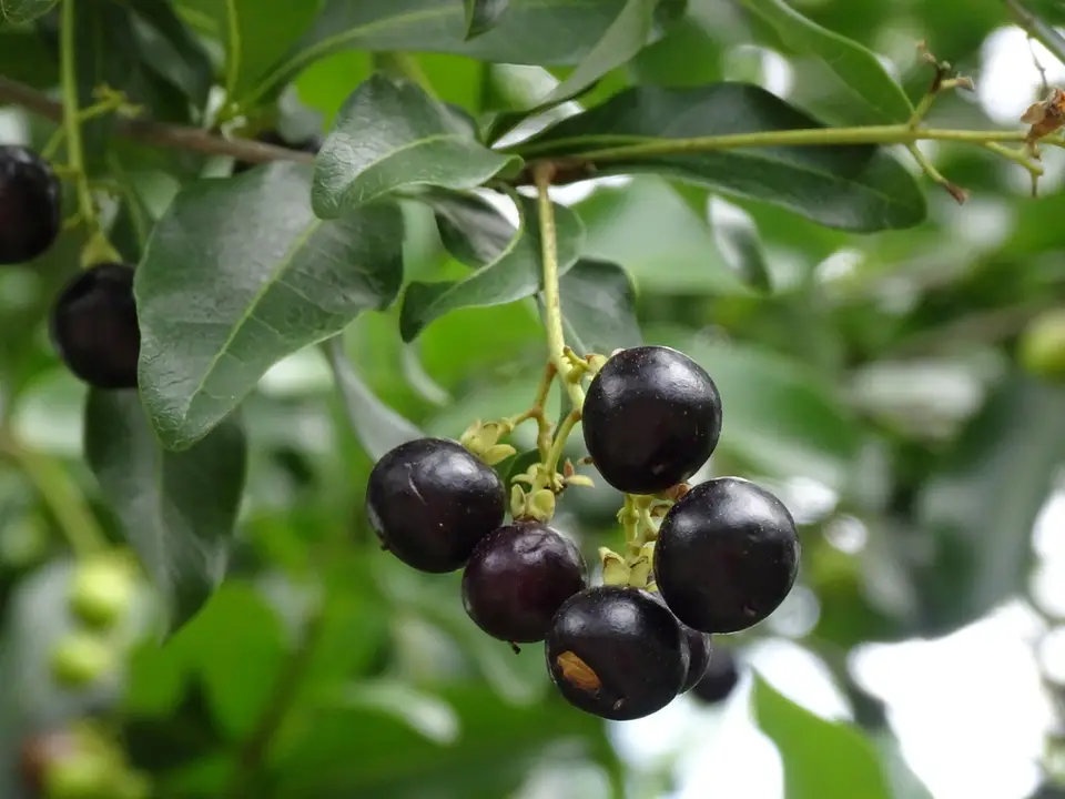 Inkwood (Exothea paniculata)