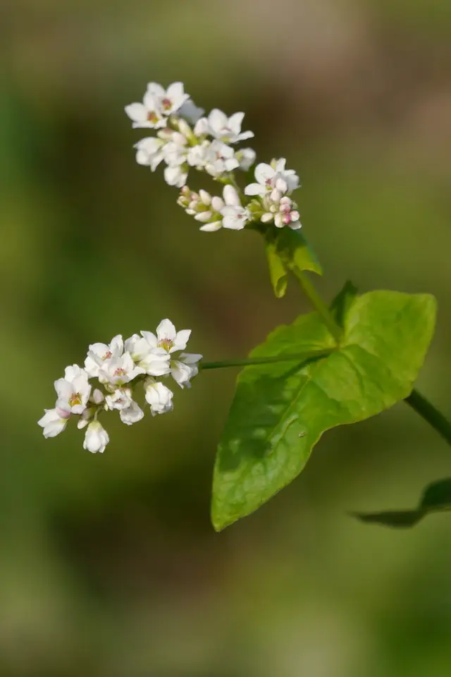 Common Buckwheat (Fagopyrum esculentum)