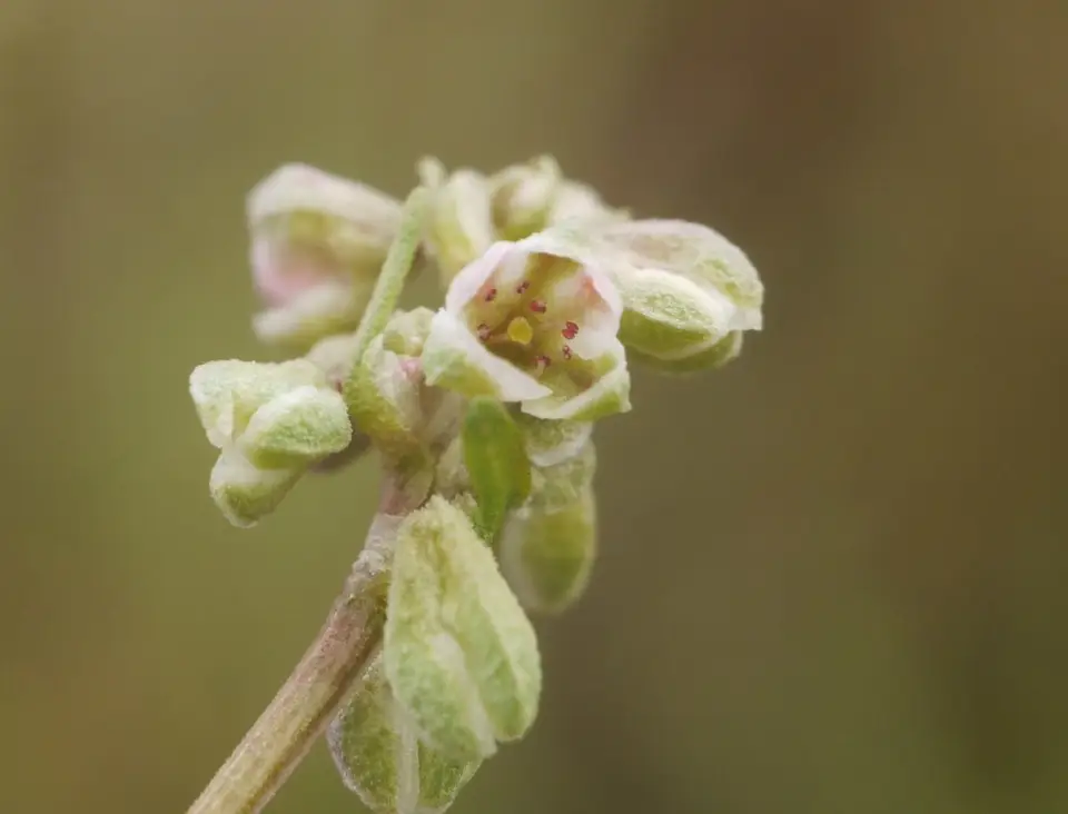 Black-Bindweed (Fallopia convolvulus)