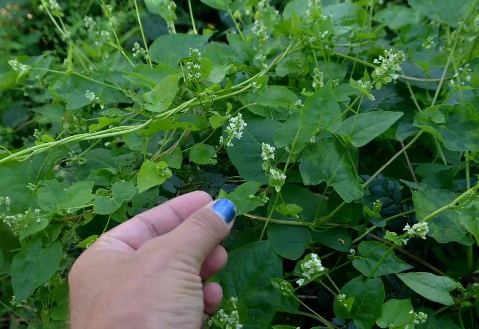 Climbing False Buckwheat (Fallopia scandens)